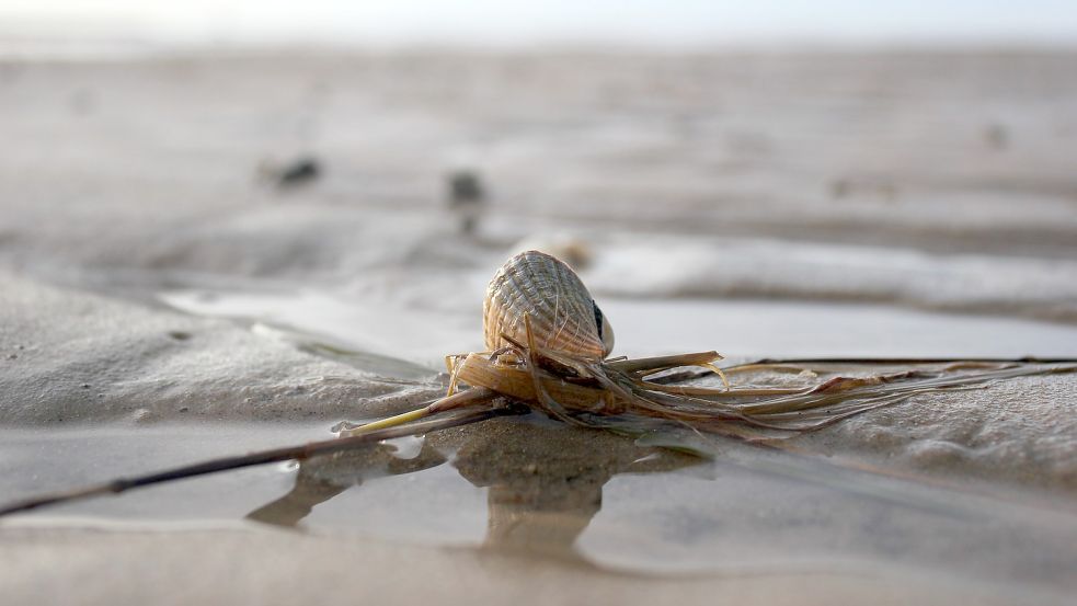 Kleine Helden des Wattenmeeres. Ohne Muscheln würde der Nordsee ein wichtiger Filter fehlen. Foto: Pixabay