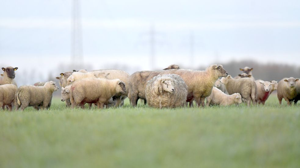 Nach Vorfall In Grimersum Nach Wolfsriss F Rchtet Sch Fer Weiter Um