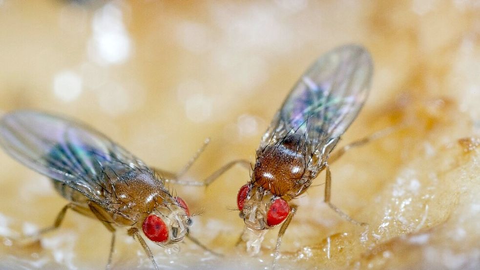 Hamburg Fruchtfliegen bekämpfen Wie man Plagegeister in der Küche