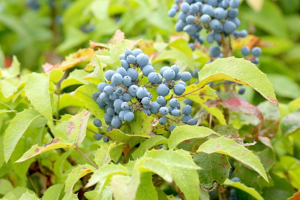 Immer Gr Ne Bl Tter Dazu Gelbe Bl Ten Und Blaue Beeren Ostfriesen