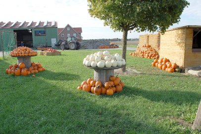 Kürbismarkt auf dem Ohlingschen Hof - Bild 3