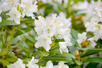 Bienenfreundlicher Garten in Moormerland - Bild 2