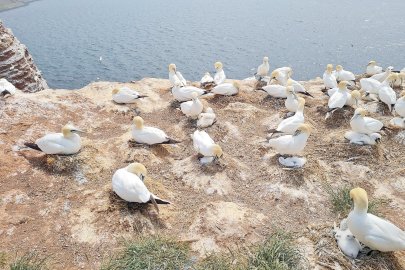 Helgoland mit Kindern erleben - Bild 8