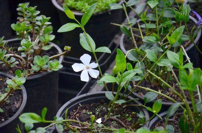 Planten- un Blomenmarkt Oltmannsfehn/Ockenhausen - Bild 7