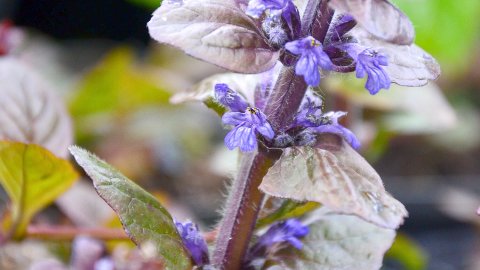 Planten- un Blomenmarkt Oltmannsfehn/Ockenhausen - Bild 8