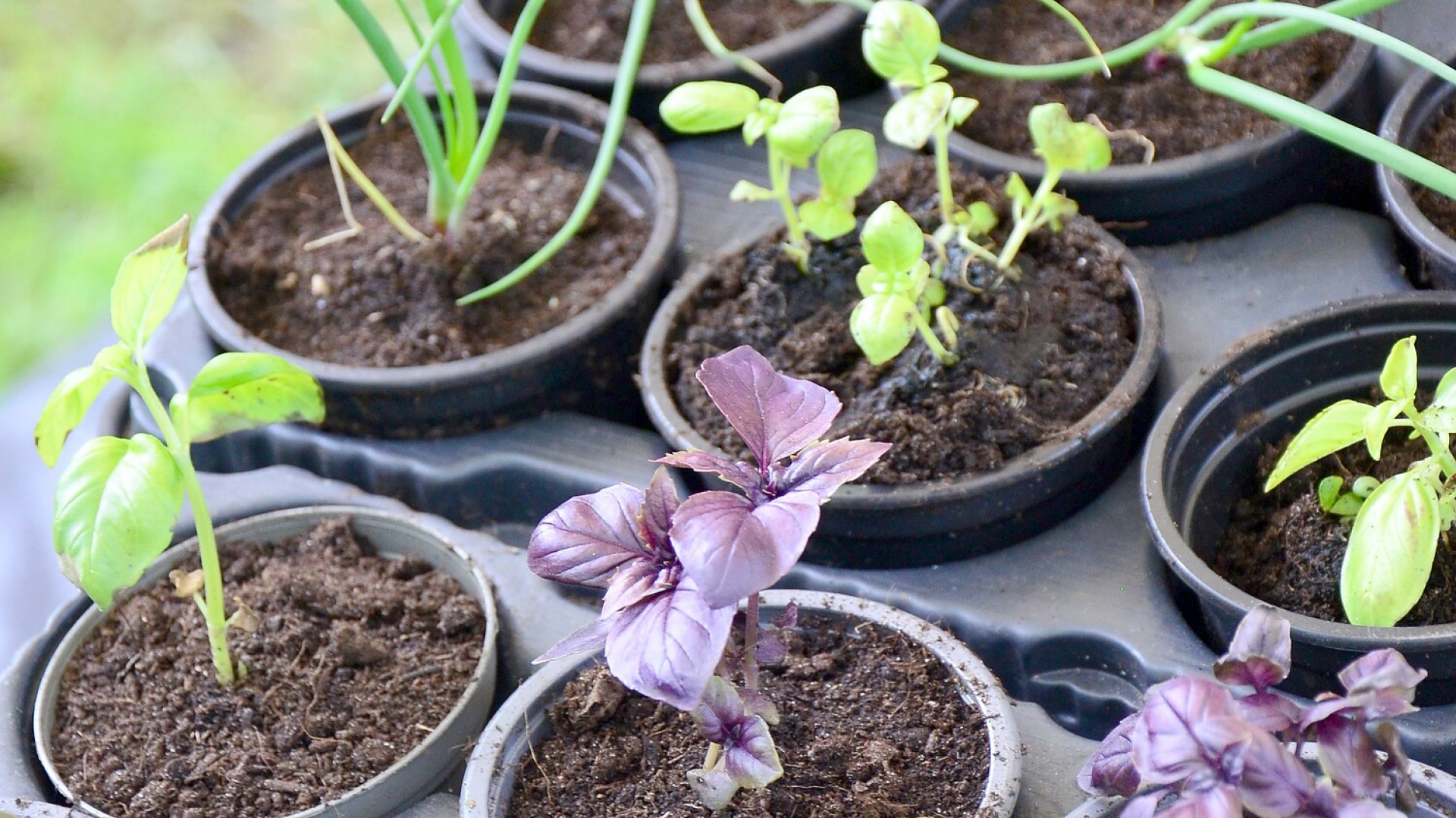 Planten- un Blomenmarkt Oltmannsfehn/Ockenhausen - Bild 9