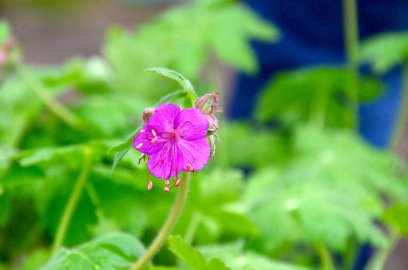 Planten- un Blomenmarkt Oltmannsfehn/Ockenhausen - Bild 12