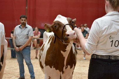 Jungzüchterwettbewerb Leer - Bild 11