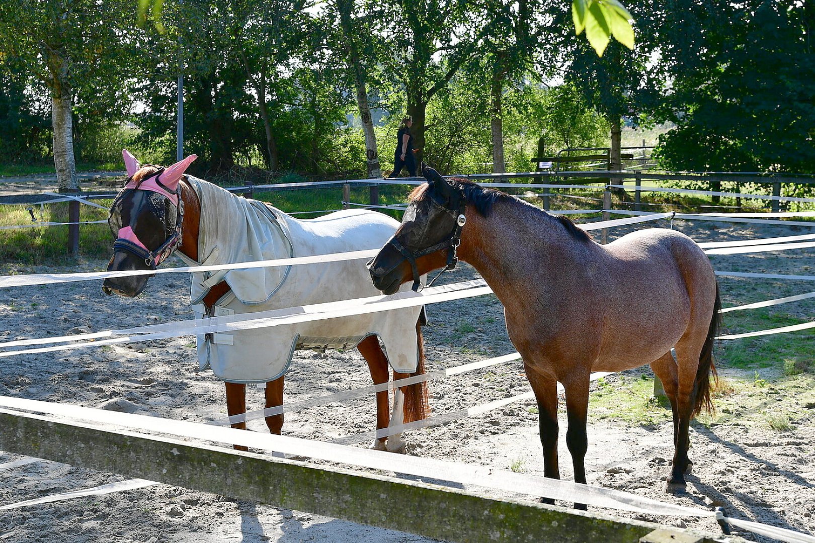 Reitturnier in Greetsiel - Bild 24