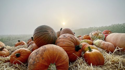 So schön ist der Herbst in Ostfriesland - Bild 8