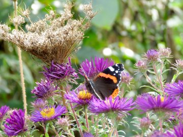 So schön ist der Herbst in Ostfriesland - Bild 16