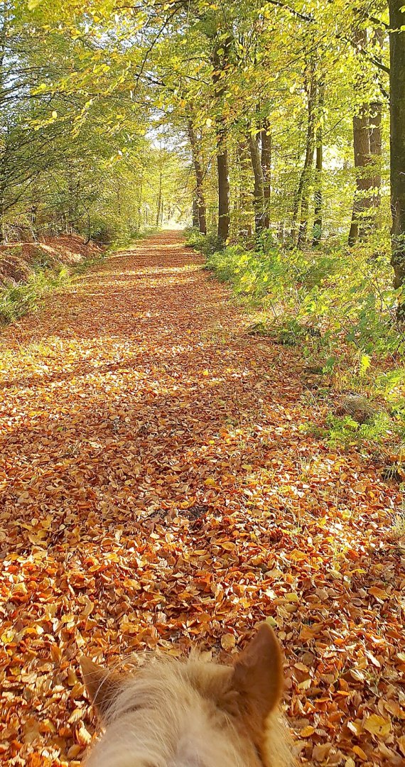 So schön ist der Herbst in Ostfriesland - Bild 26