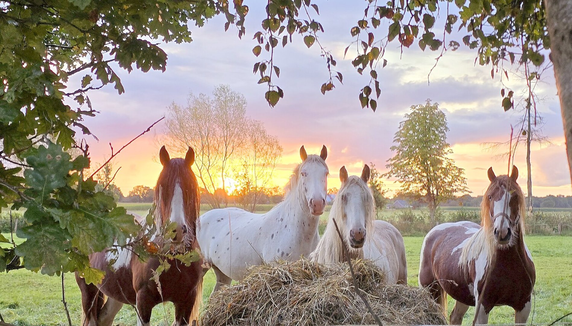 So schön ist der Herbst in Ostfriesland - Bild 51