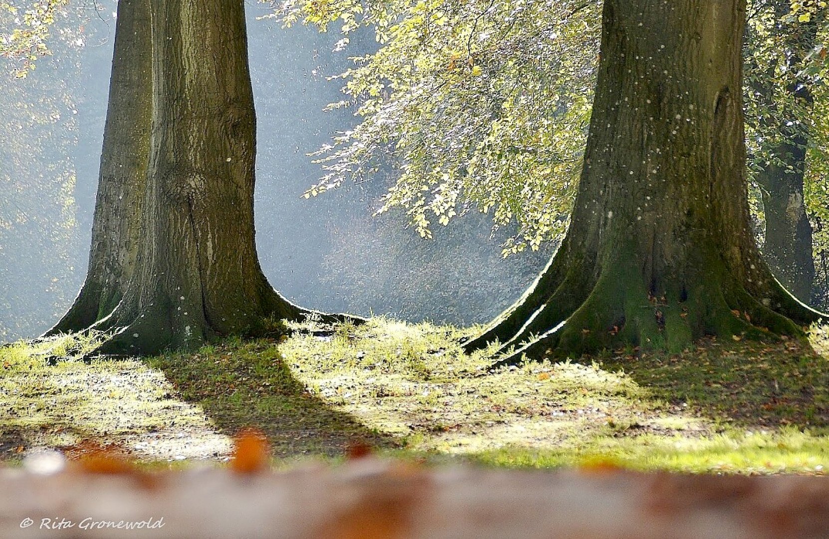 So schön ist der Herbst in Ostfriesland - Bild 58