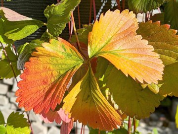 So schön ist der Herbst in Ostfriesland - Bild 94