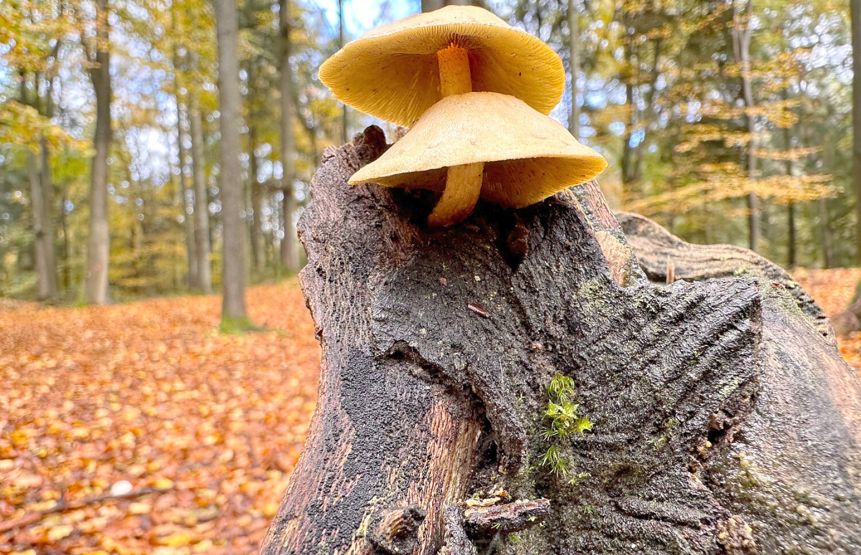 So schön ist der Herbst in Ostfriesland - Bild 6