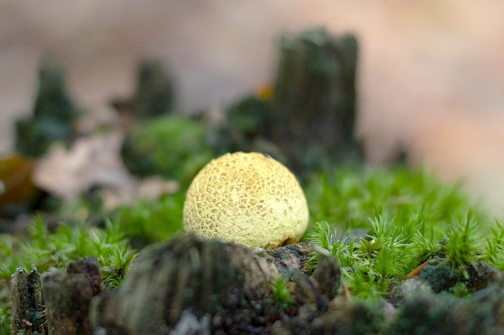 So schön ist der Herbst in Ostfriesland - Bild 34