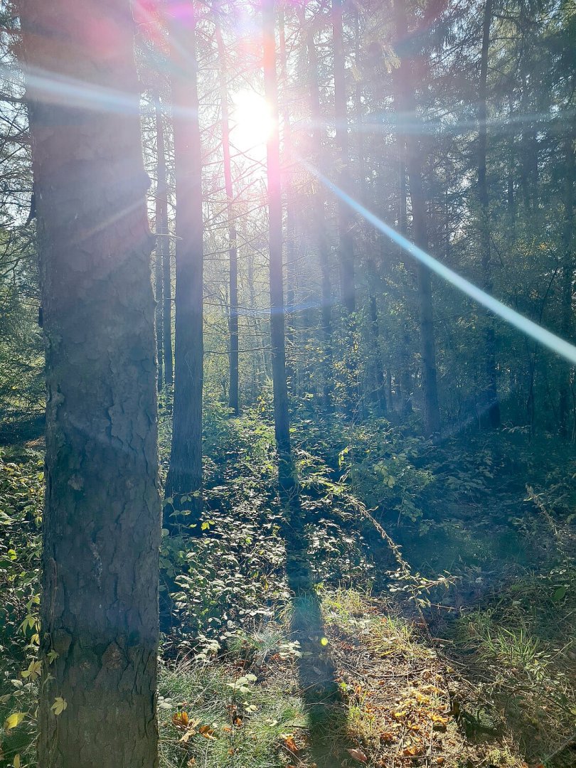 So schön ist der Herbst in Ostfriesland - Bild 40