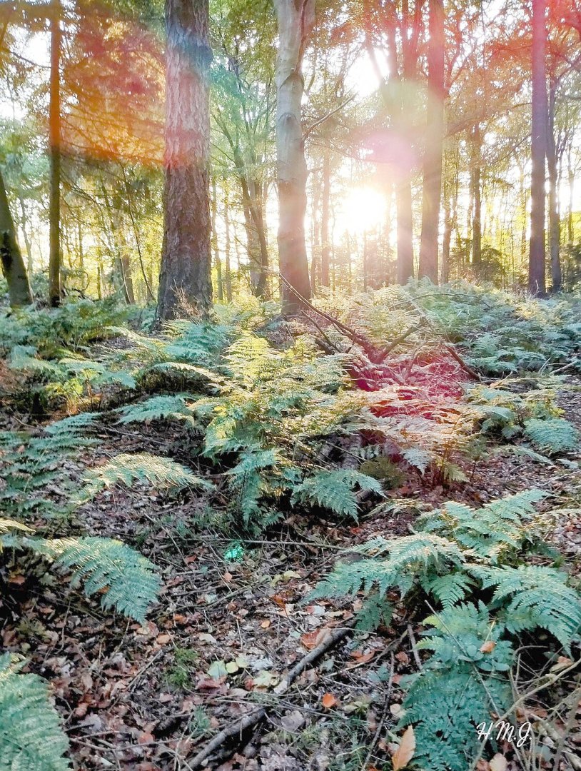 So schön ist der Herbst in Ostfriesland - Bild 78