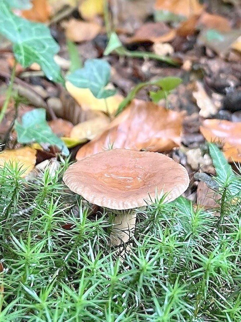 So schön ist der Herbst in Ostfriesland - Bild 101