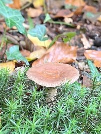 So schön ist der Herbst in Ostfriesland - Bild 101