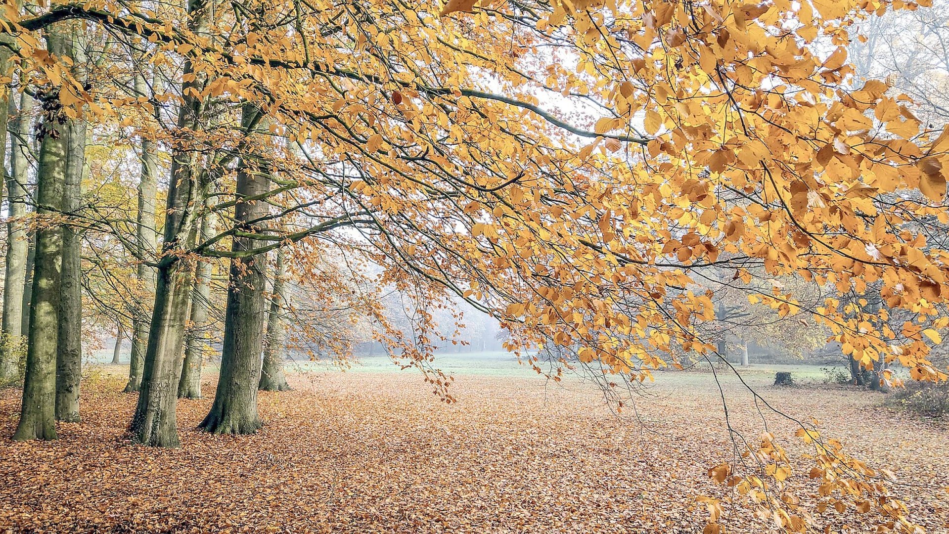 So schön ist der Herbst in Ostfriesland - Bild 110