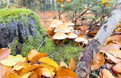 So schön ist der Herbst in Ostfriesland - Bild 5