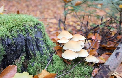 So schön ist der Herbst in Ostfriesland - Bild 7