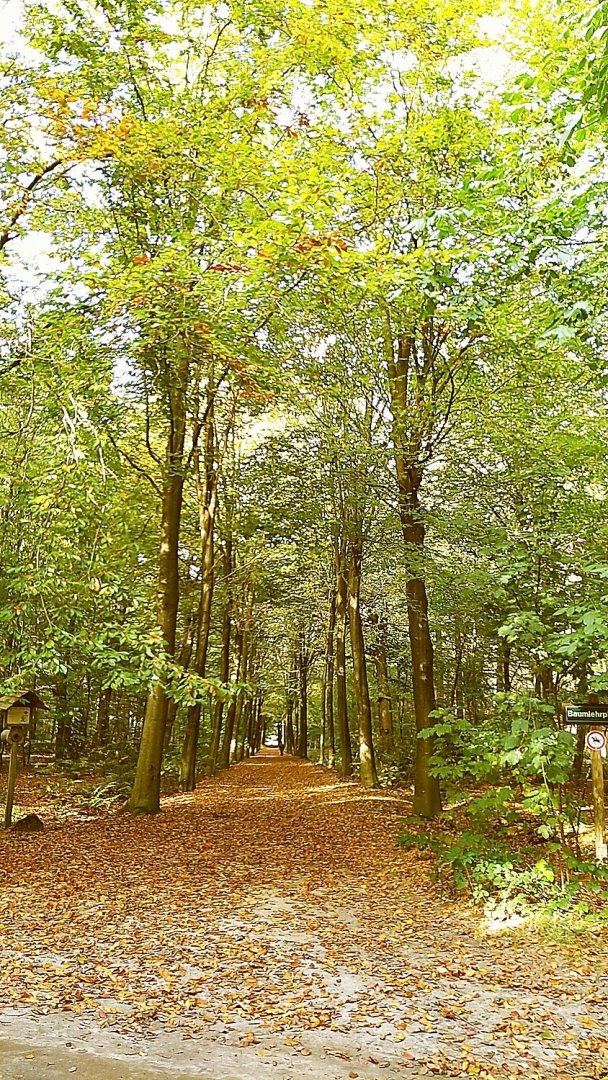 So schön ist der Herbst in Ostfriesland - Bild 32