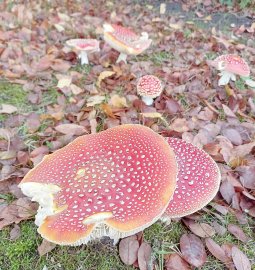 So schön ist der Herbst in Ostfriesland - Bild 48