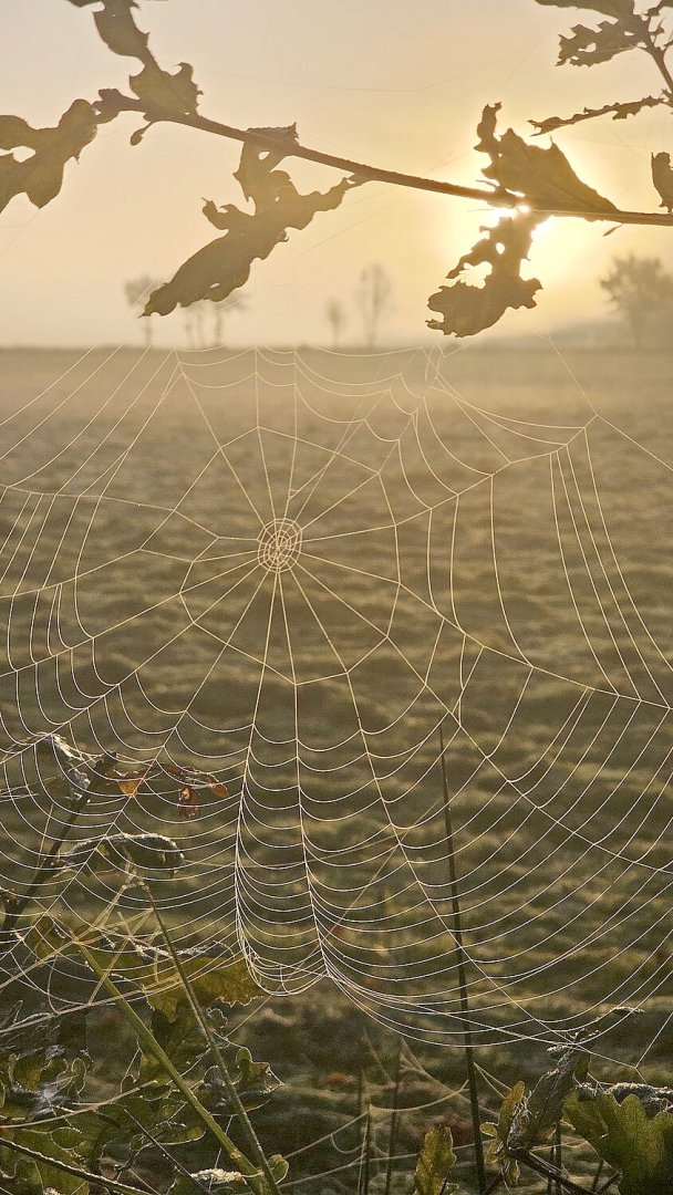 So schön ist der Herbst in Ostfriesland - Bild 80