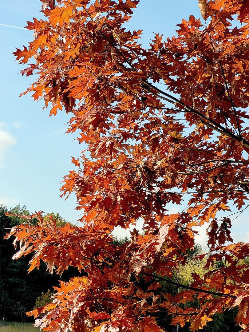 So schön ist der Herbst in Ostfriesland - Bild 116