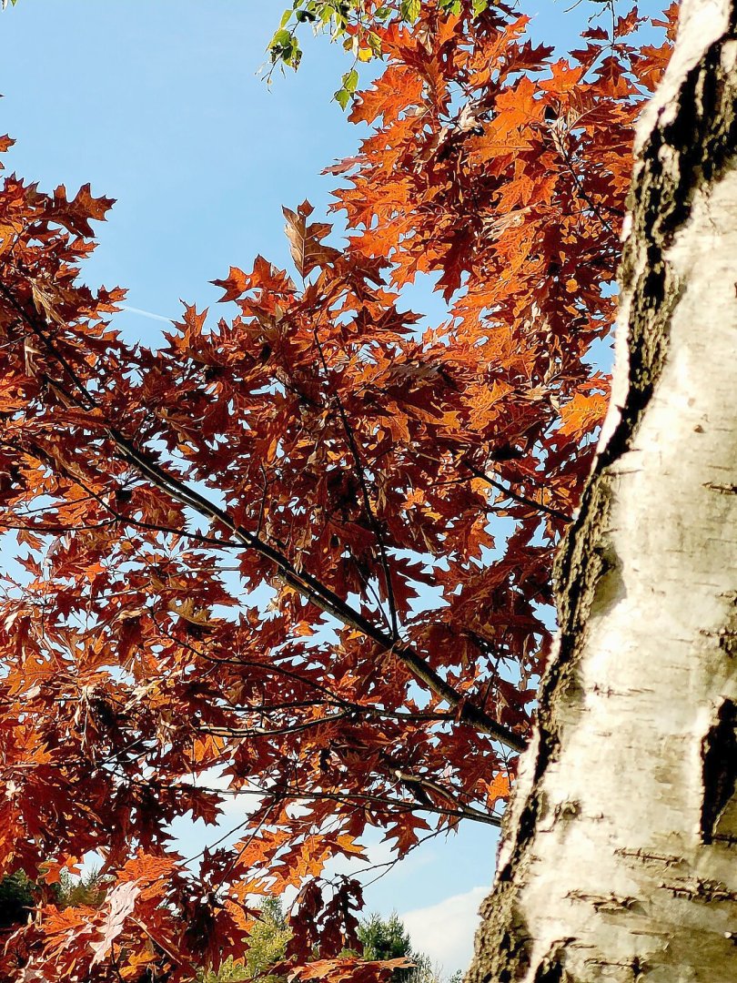 So schön ist der Herbst in Ostfriesland - Bild 117