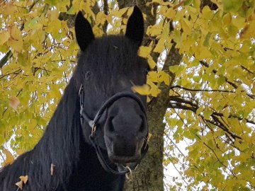 So schön ist der Herbst in Ostfriesland - Bild 119