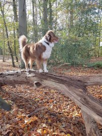 So schön ist der Herbst in Ostfriesland - Bild 121