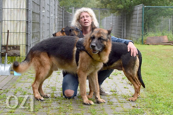 Toter Aussteiger Hunde im Auricher Tierheim OstfriesenZeitung