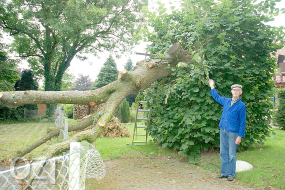 Wenn ein Baum plötzlich durchbricht OstfriesenZeitung