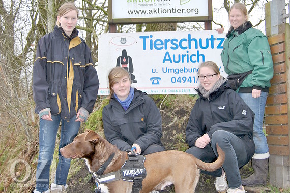 Hunde und Katzen brauchen täglich Pflege OstfriesenZeitung