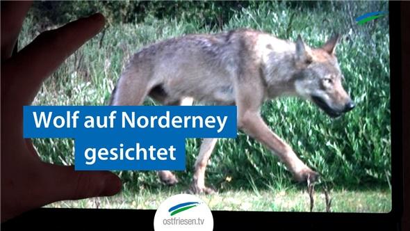 Wolf auf Norderney gesichtet