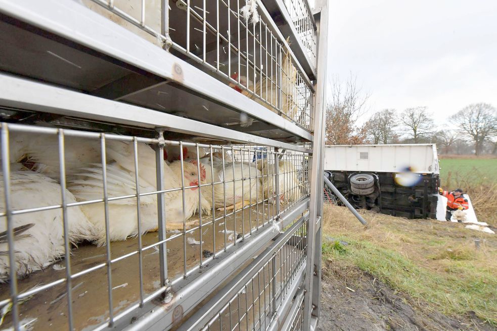 Die Gitterboxen, in denen die Tiere transportiert wurden, wurden auf der Fahrbahn abgestellt. Bild: Ortgies