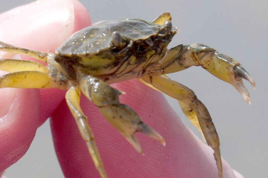 Diese Krabbe übt an euch vielleicht den bösen Blick? Foto: Weymer