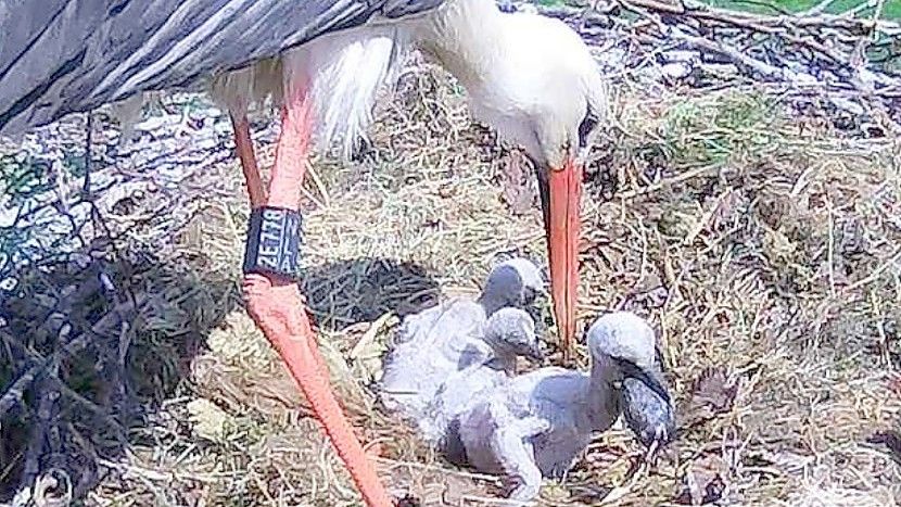 Viele Jungstörche haben es in diesem Jahr nicht geschafft. Sie starben in den Nestern, weil sie durch die Nässe völlig ausgekühlt waren. Anders als andere Vögel breiten Storcheltern nicht ihr Gefieder aus, um ihren Nachwuchs vor Kälte und Nässe zu schützen. Foto: Privat