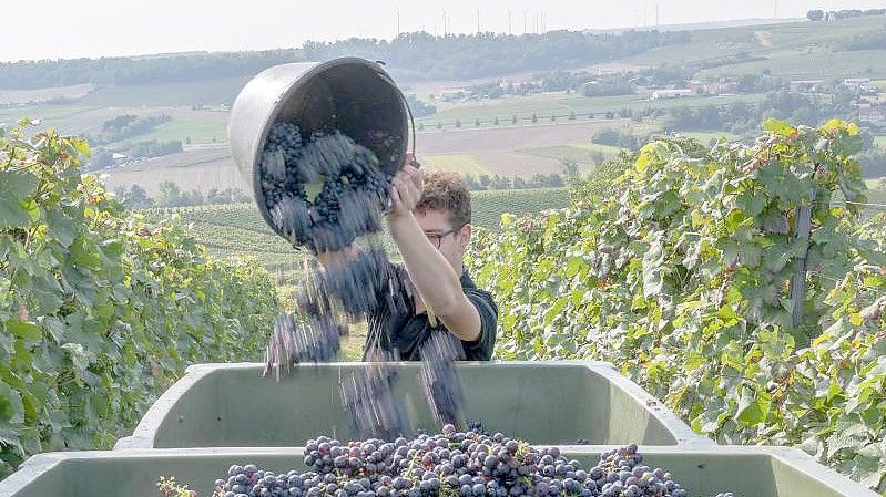 Ein Erntehelfer im Weingut Braunewell im rheinhessischen Essenheim schüttet einen Eimer mit Spätburgundertrauben in eine Lesebox. Foto: Peter Zschunke/dpa