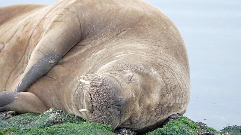 Die Walross-ame ruht sich aus. Foto: Bärbel Nannen/Gemeinde- u. Kurverwaltung Baltrum/dpa