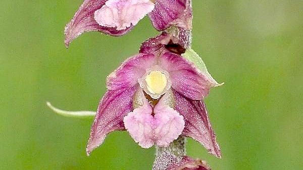 Die Braunrote Ständelwurz beginnt Anfang Juni mit der Blüte. Foto: Adolf Riechelmann/Arbeitskreis Heimischer Orchideen Hessen e.V./dpa