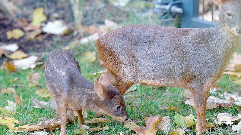 Pudu "Dulce" steht neben seiner seiner Muter "Auryn" (r) in einem Gehege im Kölner Zoo. Foto: Henning Kaiser/dpa