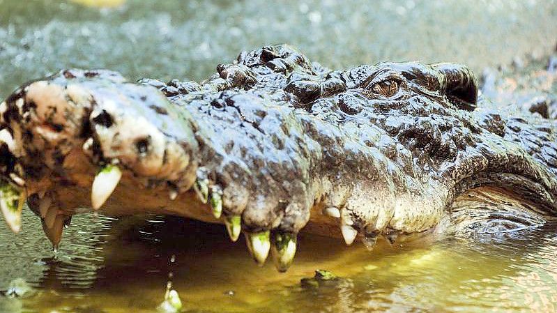 Ein Salzwasserkrokodil sperrt in Cairns, Australien, sein mit Zähnen bewehrtes Maul auf. (Symbolbild). Foto: Brian Cassey/AAP/dpa