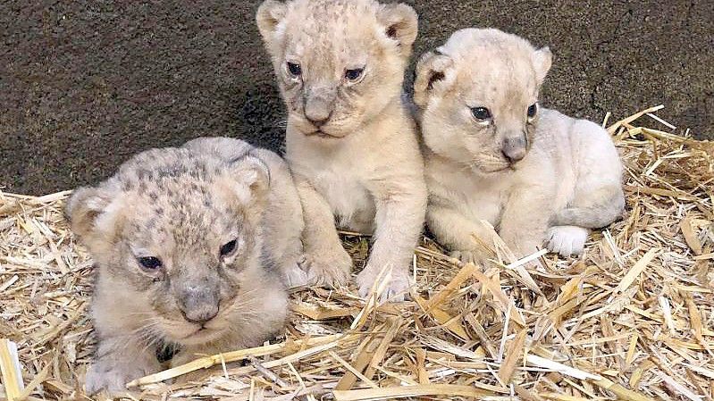 Goldig: Jamila, Kumani und Malaika (Archivbild). Foto: Zoom Erlebniswelt Gelsenkirchen/dpa