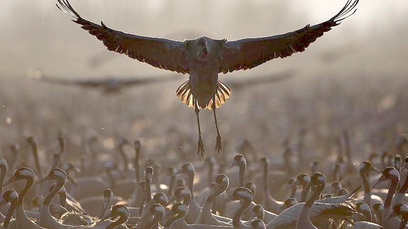 Ziehende Kraniche verweilen in einem Naturschutzgebiet nördlich des Sees Genezareth im Norden Israels. Foto: Oded Balilty/AP/dpa