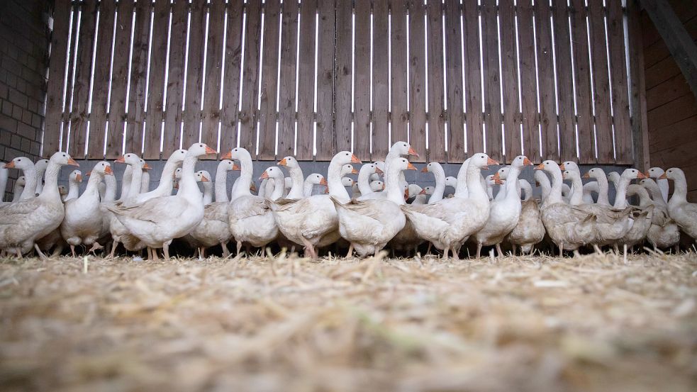 Stall statt Wiese und Teich: Im Landkreis Aurich gilt für Geflügel seit Mitte November die Stallpflicht. Symbolbild: dpa